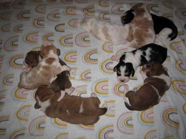 Basset Hound Puppies