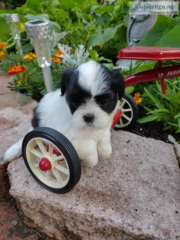 LHASA APSO  CUTE MALE PUPPIES