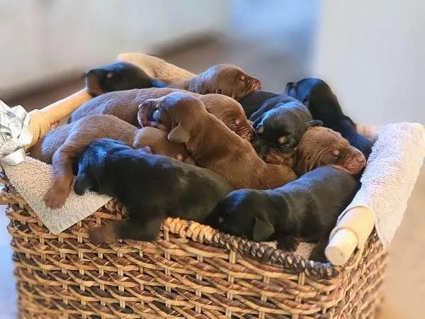 Champion European Lines Doberman Puppies