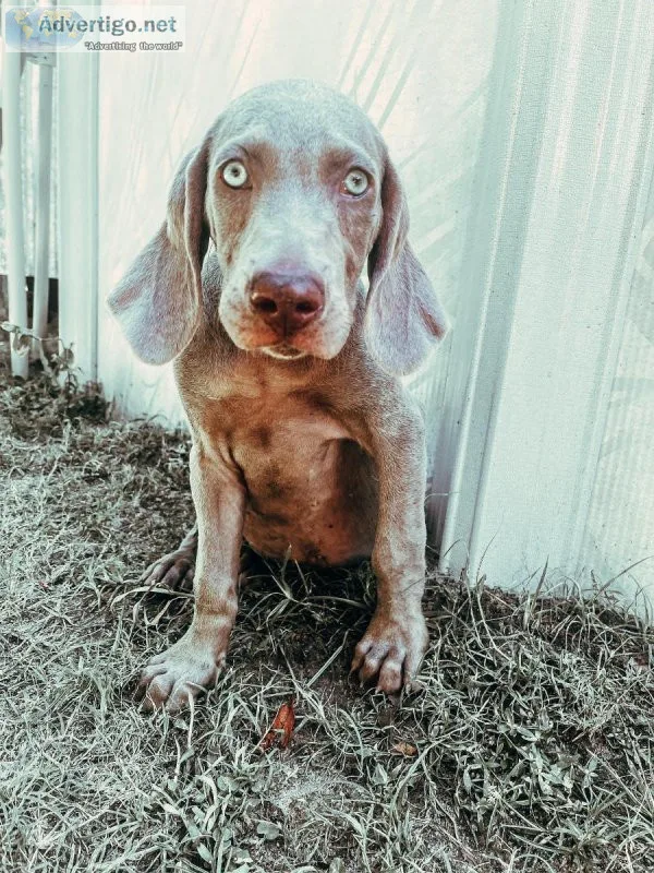 Weimaraner Pups