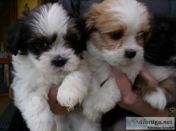 CKC Reg. Lhasa Apso Puppies.