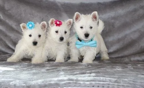 Gorgeous West Highland White Terrier Puppies