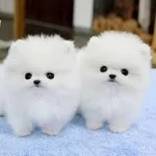Marvelous Pomeranian