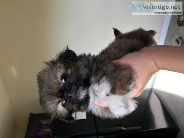 Pekingese Puppies