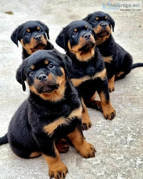 Adorable Rottweiler puppies ready to go now.
