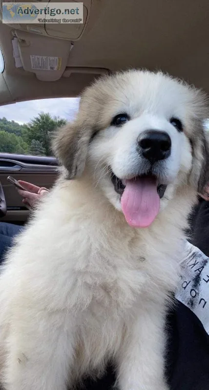 Great Pyrenees puppies