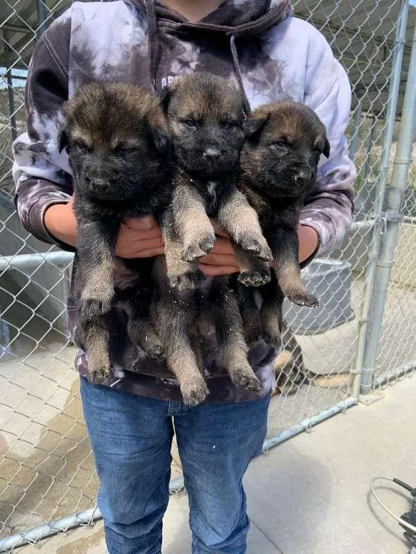 Working Lines German Shepherd Puppies