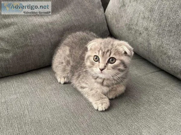 Top quality Scottish Folds