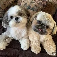 AKC Shih Tzu Puppies available