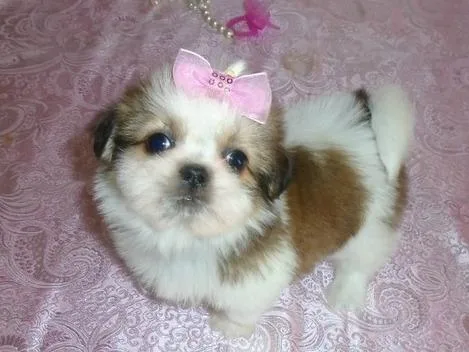 Meet our stunning Shih Tzu puppies available