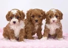 Marvelous Cavapoo Puppies