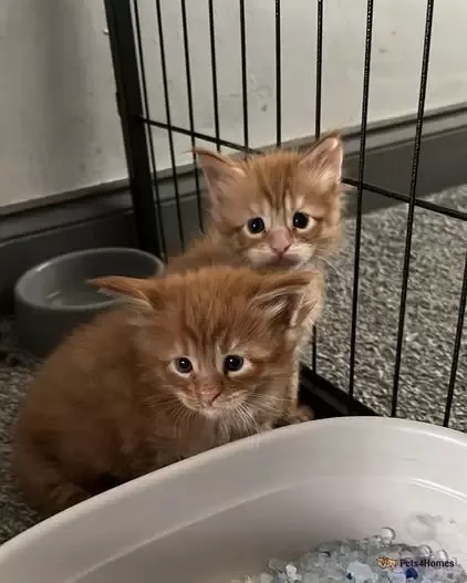 Maine moon kitten