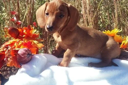 AKC reg. Dachshund Puppies for sale.
