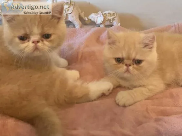 2 beautiful exotic shorthairs