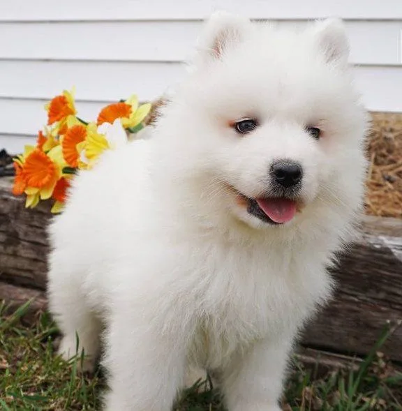 Cute Samoyed puppies.