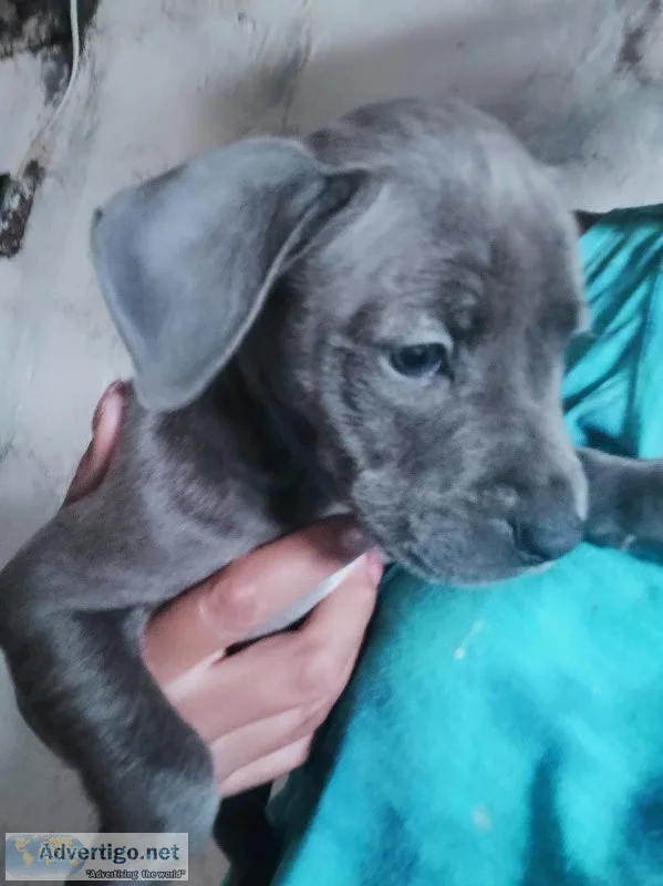 PITBULL PUPPIES FOR SALE