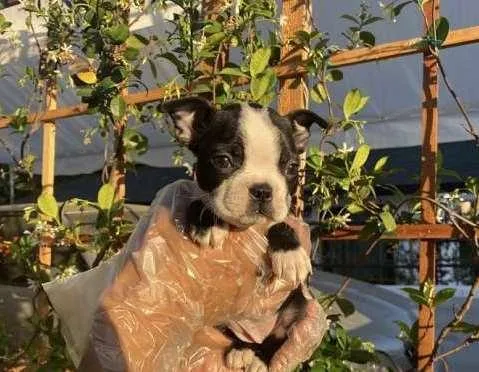 Boston Terrier Puppies
