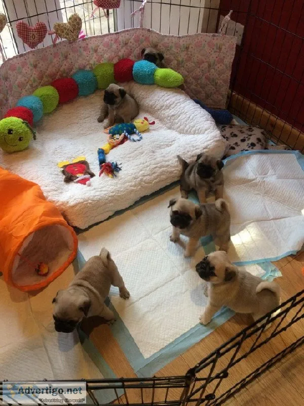 AKC Reg Pugs Ready NOW