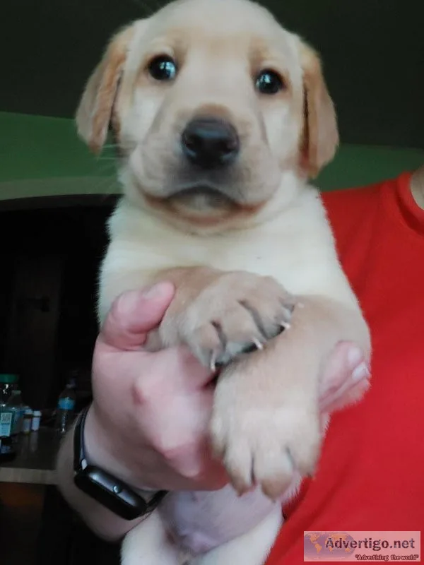 UKC Registered Labrador Retreiver