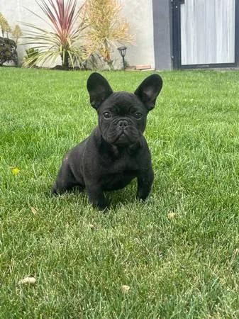 French bulldog puppies for sale