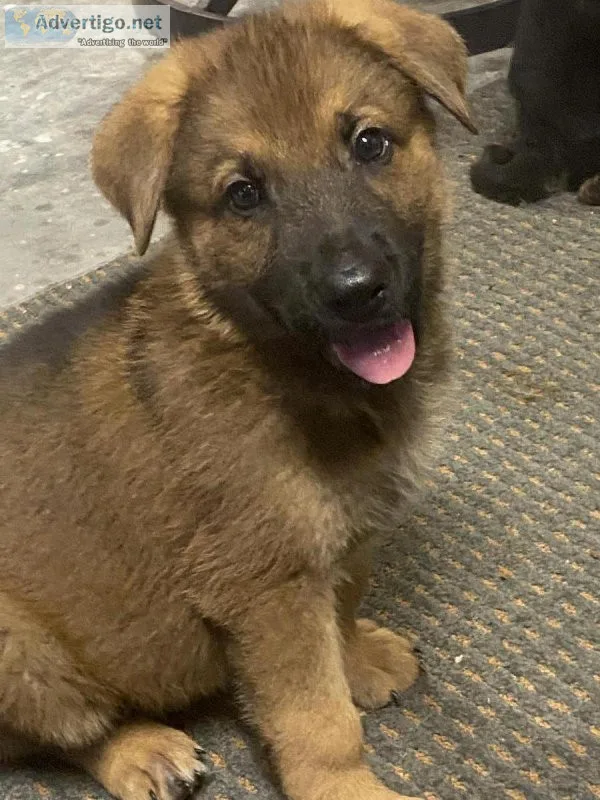 German Shepherd Puppies