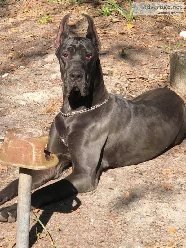 AKC registered Great Dane puppies