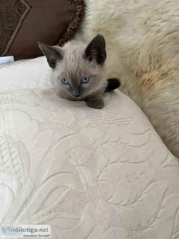 Siamese kittens