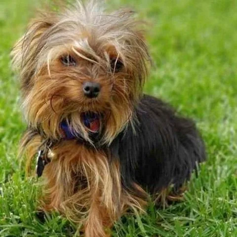 STANDARD SIZED TINY SUMMER YORKIE S ADOPTION
