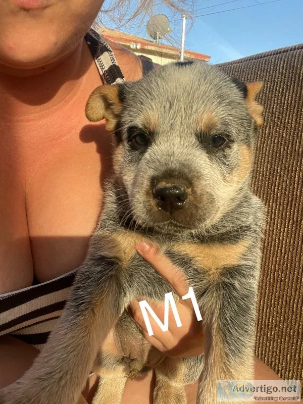 Queensland heelers