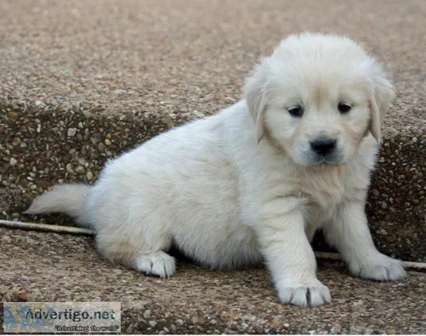fyktg Golden Retriever puppies