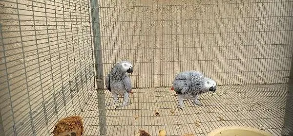 African Grey Congo Pair
