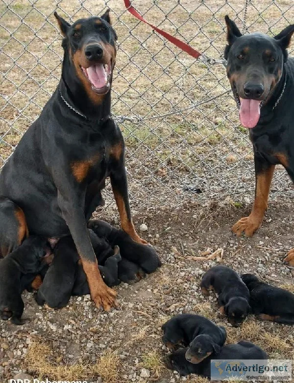 Registered doberman puppies