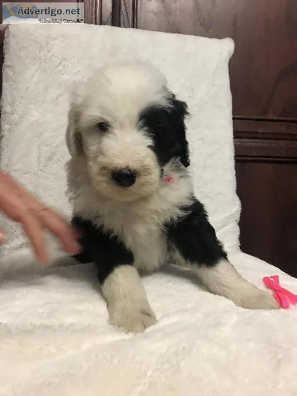 Sheepadoodle PuppiesStandard Poodle Puppie