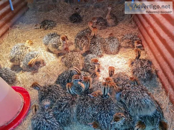 Ostrich Chick and Fertile Eggs