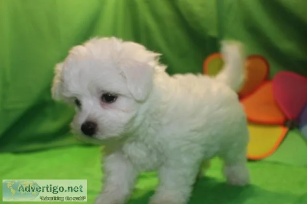 Adorable maltipoo puppies ready2 left