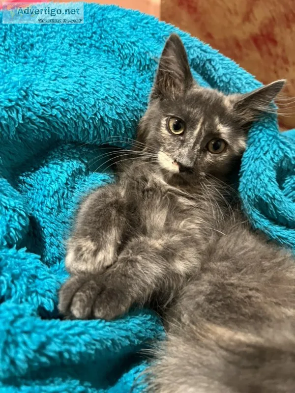 American long hair kitty