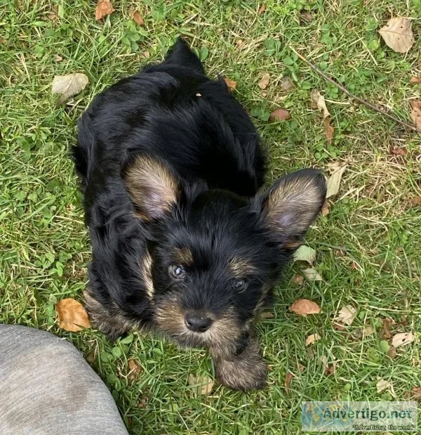 Yorkie