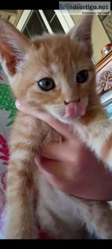Kittens