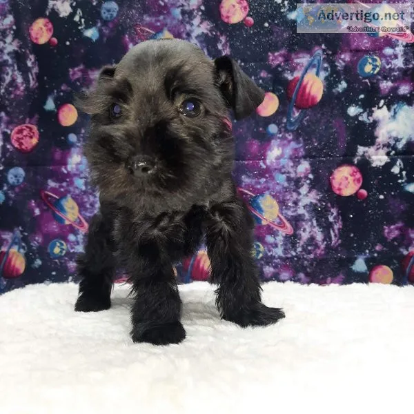 AKC mini schnauzers