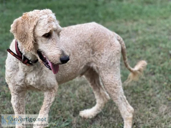 Male Apricot Goldendoodle