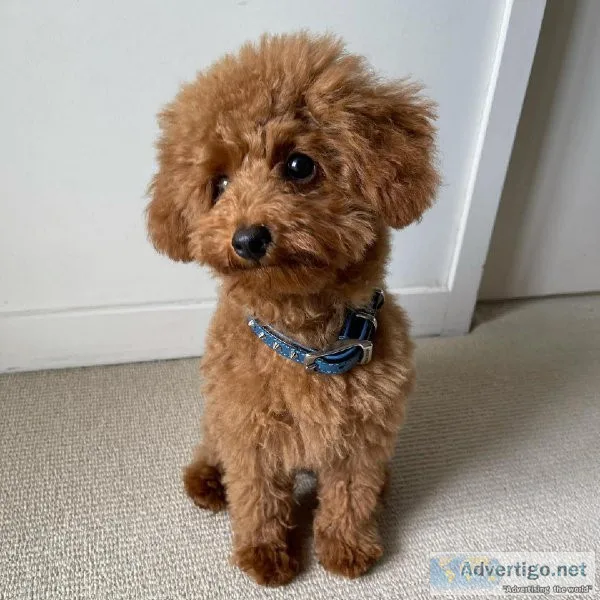 POODLE PUPPIES AVAILABLE