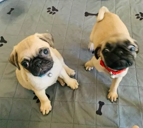 Well Trained Pug Puppies for Adoption