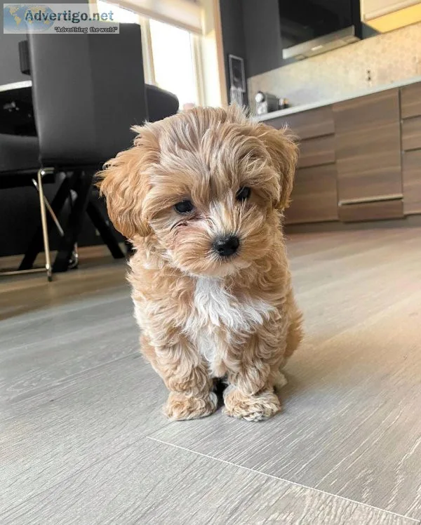 AKC reg. Maltipoo Puppies for sale.