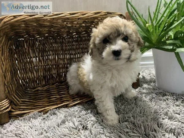 Teddy Bear Bichonpoo 2 Puppies Hypoallergenic Nonshedding