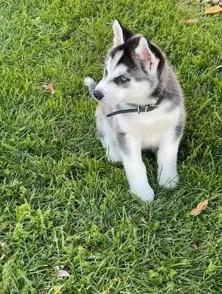 Akc Registered Siberian Husky Puppies