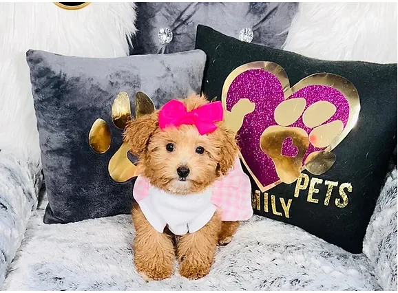 Mini Goldendoodle