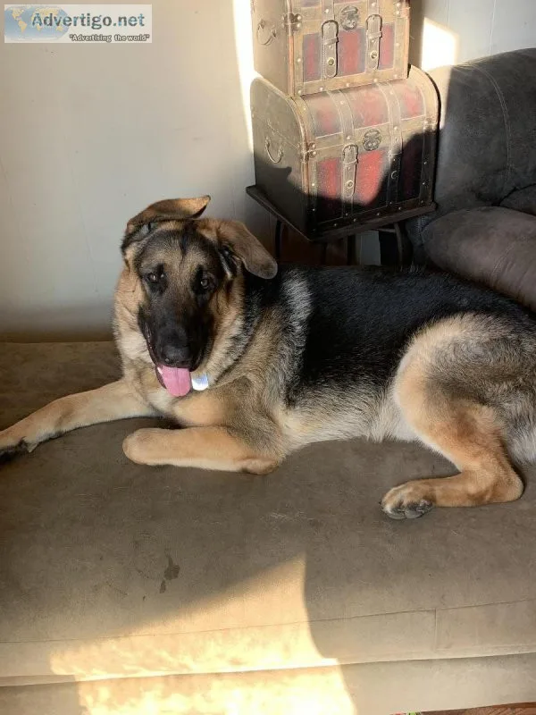 2 large German Shepard mix for adoption