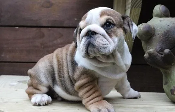 ADORABLE ENGLISH BULLDOGS Puppies