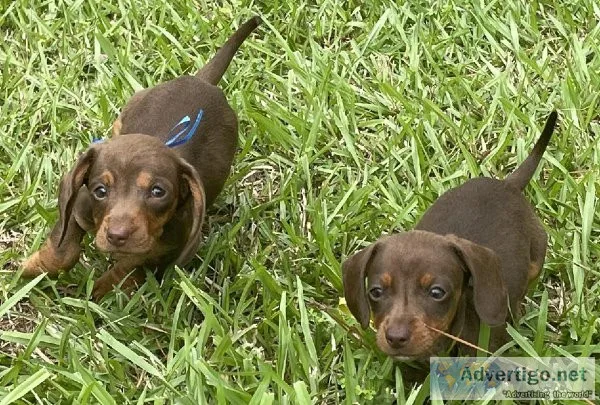 AKC chocolate and tan miniature dachshund