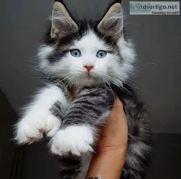 Male and female Maine Coon
